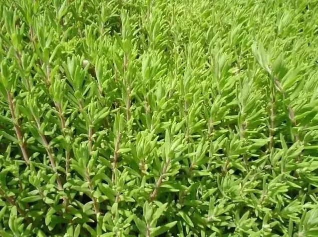 認識植物：這些常見的園林植物你認識嗎？