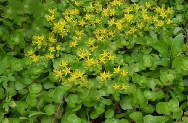 認識植物：這些常見的園林植物你認識嗎？