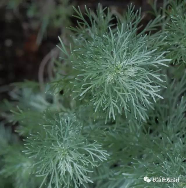 認識植物：這些常見的園林植物你認識嗎？