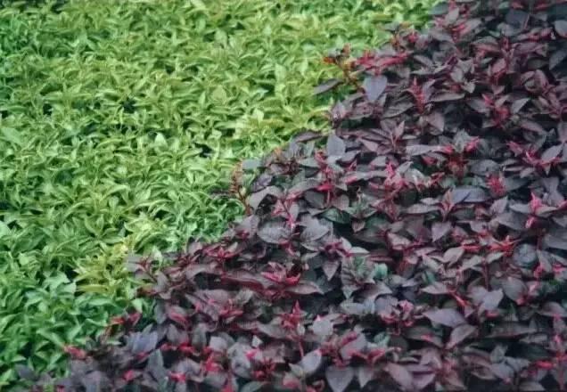 認識植物：這些常見的園林植物你認識嗎？