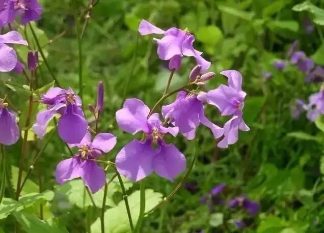 認識植物：這些常見的園林植物你認識嗎？
