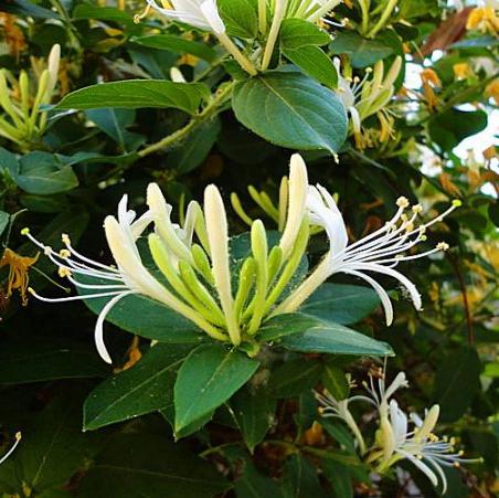 八種陽(yáng)臺(tái)樓頂經(jīng)常使用的攀援植物