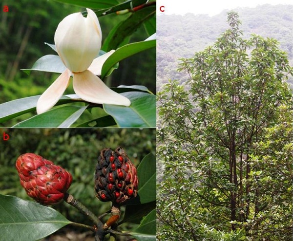 科學(xué)家首次全面統(tǒng)計(jì)出全世界樹木的種類