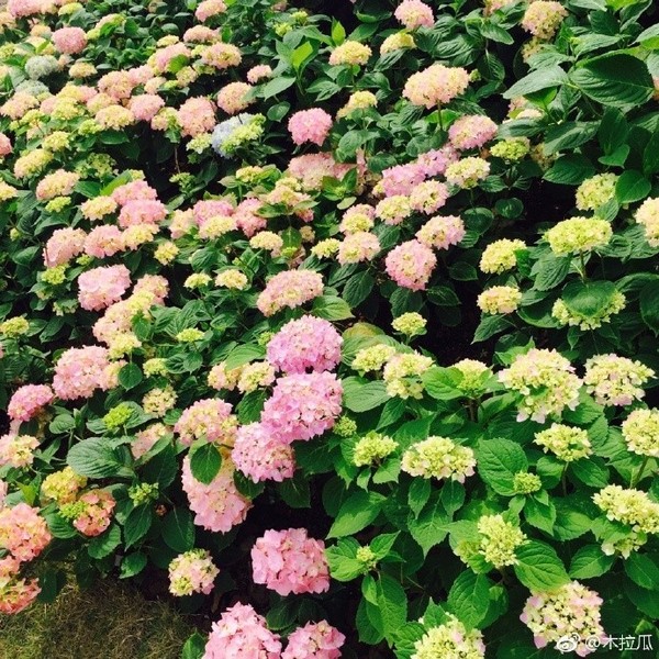 無(wú)錫這些秘密的私家花園