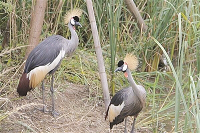 浙江寧波杭州灣國家濕地公園觀鳥節啟幕