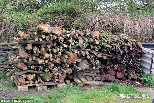 19世紀小屋變熱門景點 45年的紫藤莫名死亡