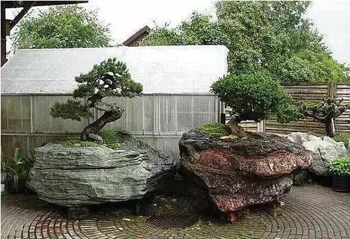 盆景——從園林中走出來(lái)的造型藝術(shù)
