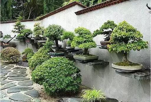 盆景——從園林中走出來(lái)的造型藝術(shù)