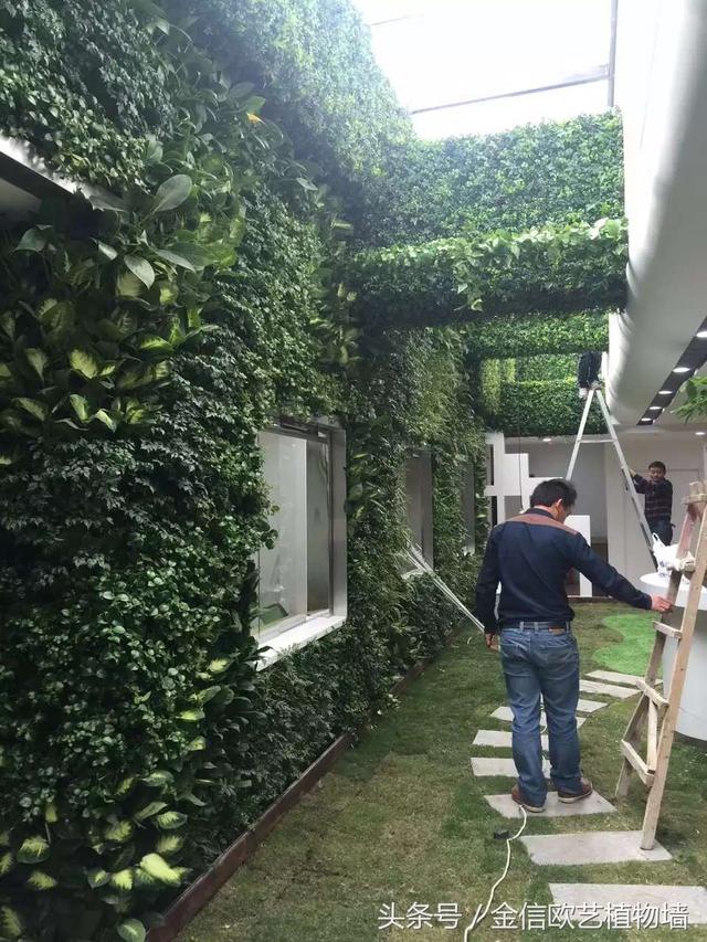 植物墻如何給城市降溫，遏制熱島效應(yīng)呢？