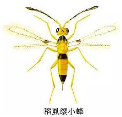 這些園林植物的守護神，請別傷害它們！