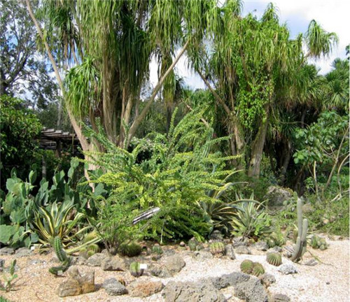 精美絕倫的多肉植物園林景觀美不勝收！