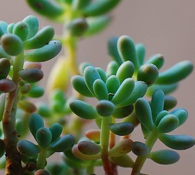 多年生肉質植物八千代養護之法