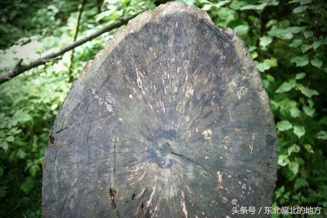 紅松的集中自然保護(hù)區(qū)——五營森林公園