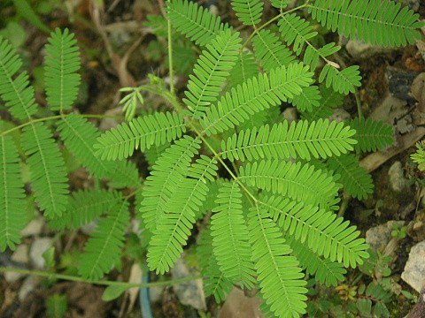 英國(guó)專家的研究表明，植物是有“語(yǔ)言”的