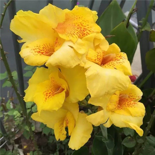 在公園經常能見到的花卉