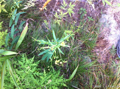 植物也會像動物一樣爭奪地盤以維持生存？