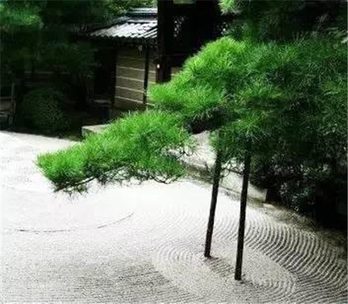 日式園林中樹(shù)的氣場(chǎng)