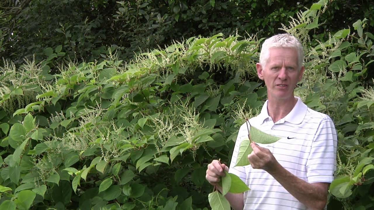 恐怖植物正在加拿大多倫多蔓延
