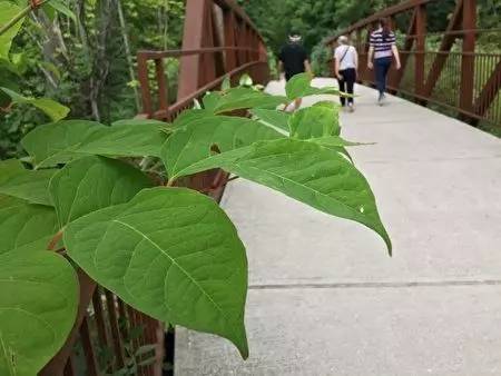恐怖植物正在加拿大多倫多蔓延