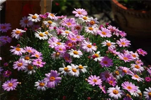 幾種好養(yǎng)又容易爆盆的花卉