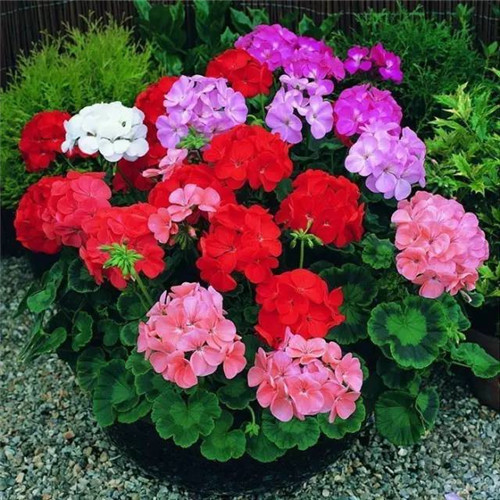 幾種好養(yǎng)又容易爆盆的花卉