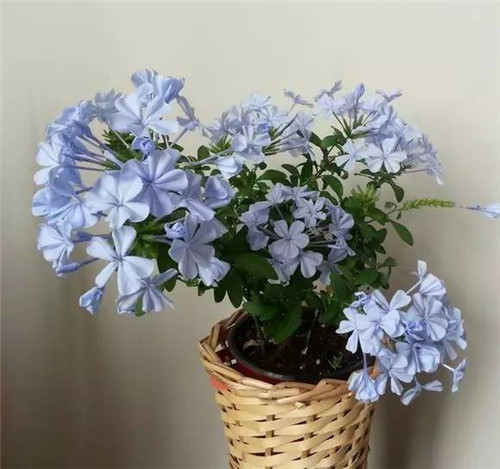 幾種好養(yǎng)又容易爆盆的花卉