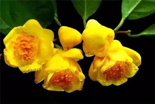 廣西防城自然保護區有50多萬株野生金花茶