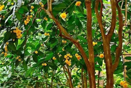 廣西防城自然保護區有50多萬株野生金花茶