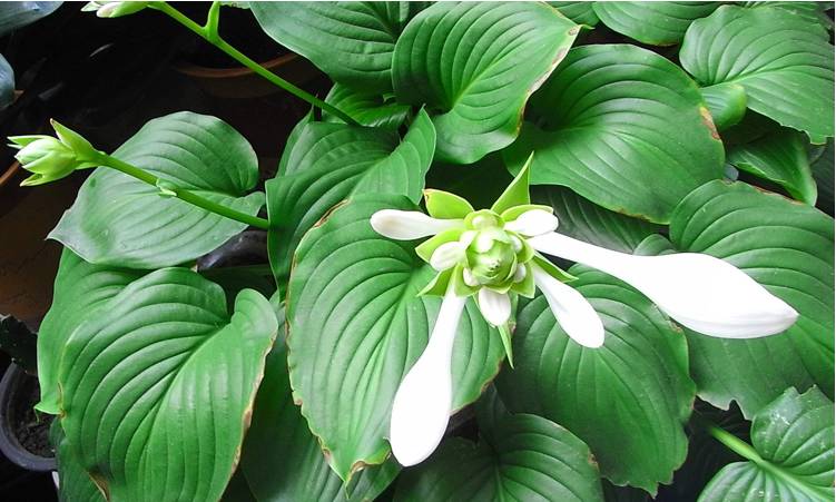 半陰處也能養開花的6種植物