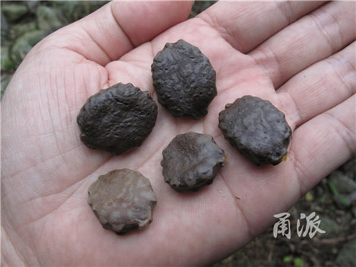 寧波野外再現(xiàn)珍稀植物木鱉子