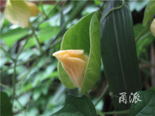 寧波野外再現(xiàn)珍稀植物木鱉子