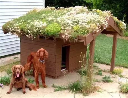 綠植代替瓦片，覆土建筑讓景觀天人合一！
