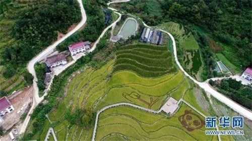 陜西佛坪：鳥瞰生態(tài)水稻公園