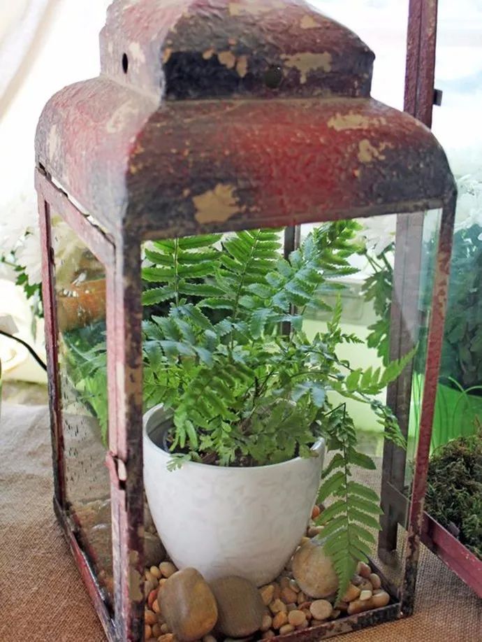 蕨類植物的花藝美學