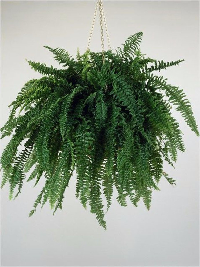 蕨類植物的花藝美學