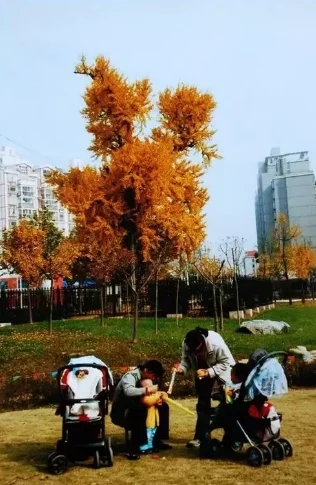上海古樹名木競相給你“顏色”看