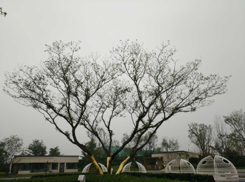 園冶杯專業(yè)獎：濟南萬科龍湖城市之光施工