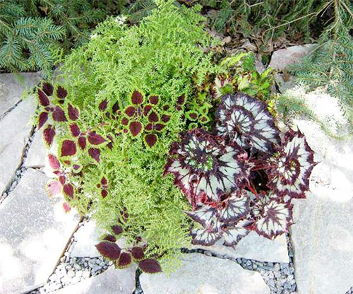 美國明尼蘇達(dá)耐陰花園設(shè)計(jì)
