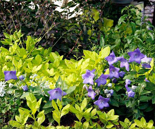 美國明尼蘇達(dá)耐陰花園設(shè)計(jì)