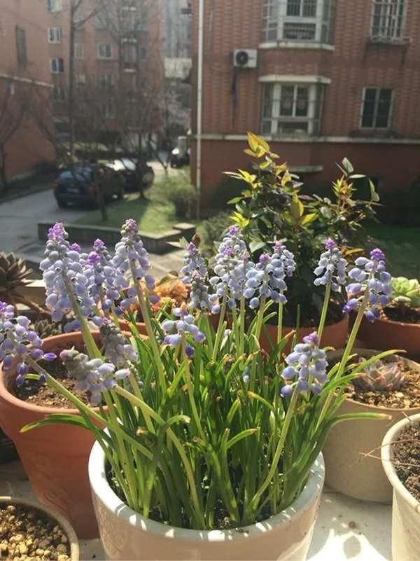 新型觀賞綠植花卉，漂亮得像假花