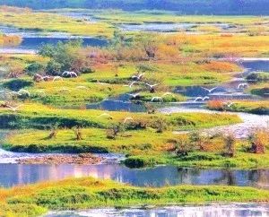 江西又有三個(gè)國(guó)家公園入選“中國(guó)森林氧吧”