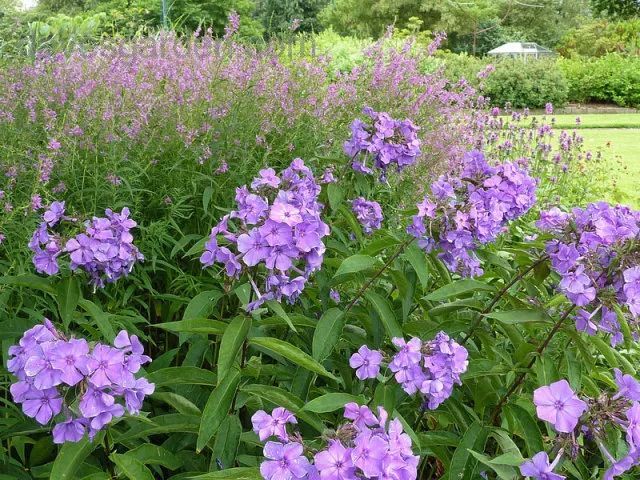 混合花境設計與種植建議