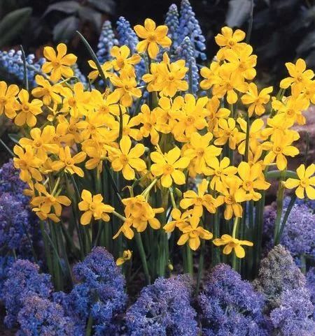 混合花境設計與種植建議
