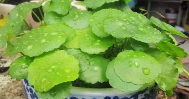 養(yǎng)好這些水生植物勝過(guò)花卉盆栽
