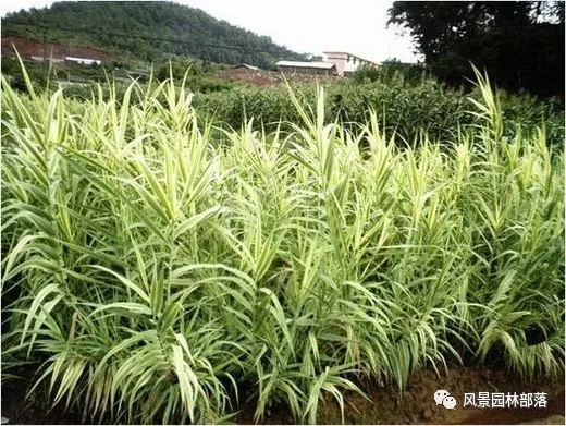 巧妙識別23種景觀設計常用觀賞草