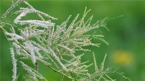 苗木產(chǎn)業(yè)下一個熱點之生態(tài)苗木
