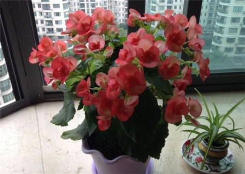 花期最長的花卉之一，四季開花好盆栽