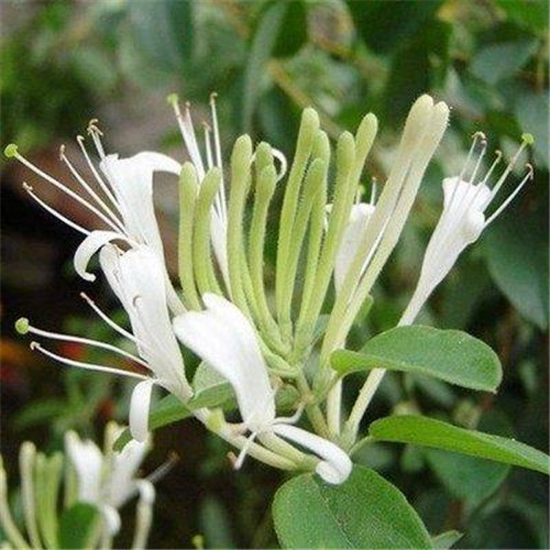 這花卉種庭院美哭了，清香撲面，花瓣搖曳