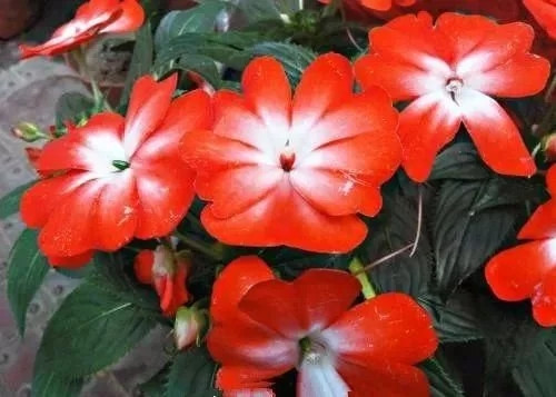 對花卉做好這些動作，年年爆盆