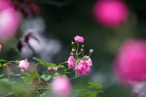 對花卉做好這些動作，年年爆盆